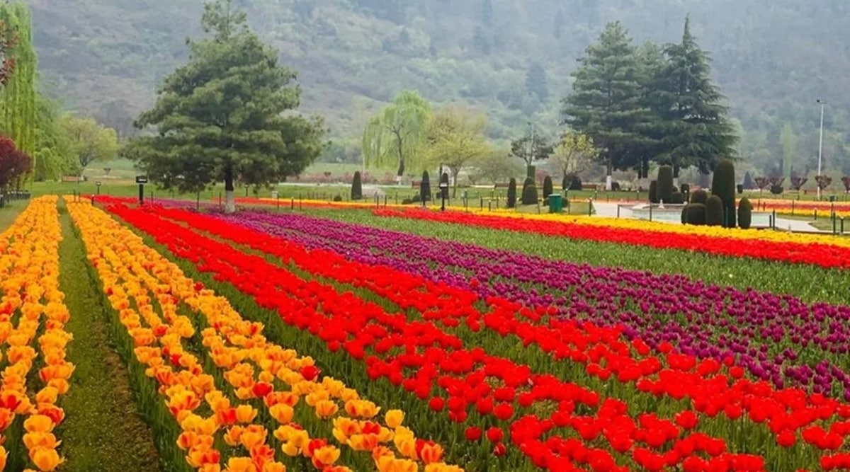 TULIP GARDEN
